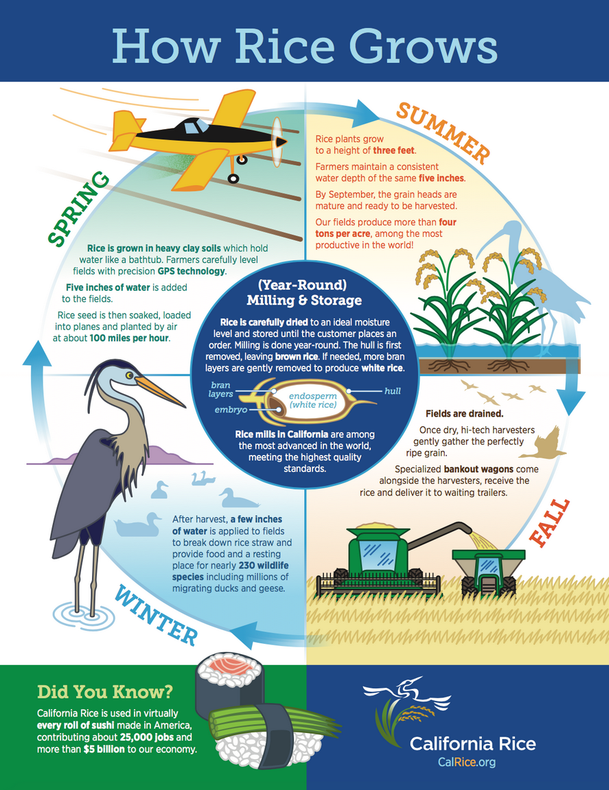 How rice grows in California