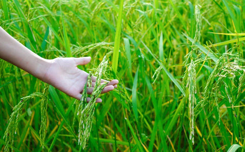 Organic Rice Farming