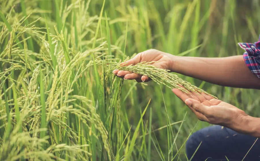 Does Organic Rice Have Arsenic? Facts You Should Know