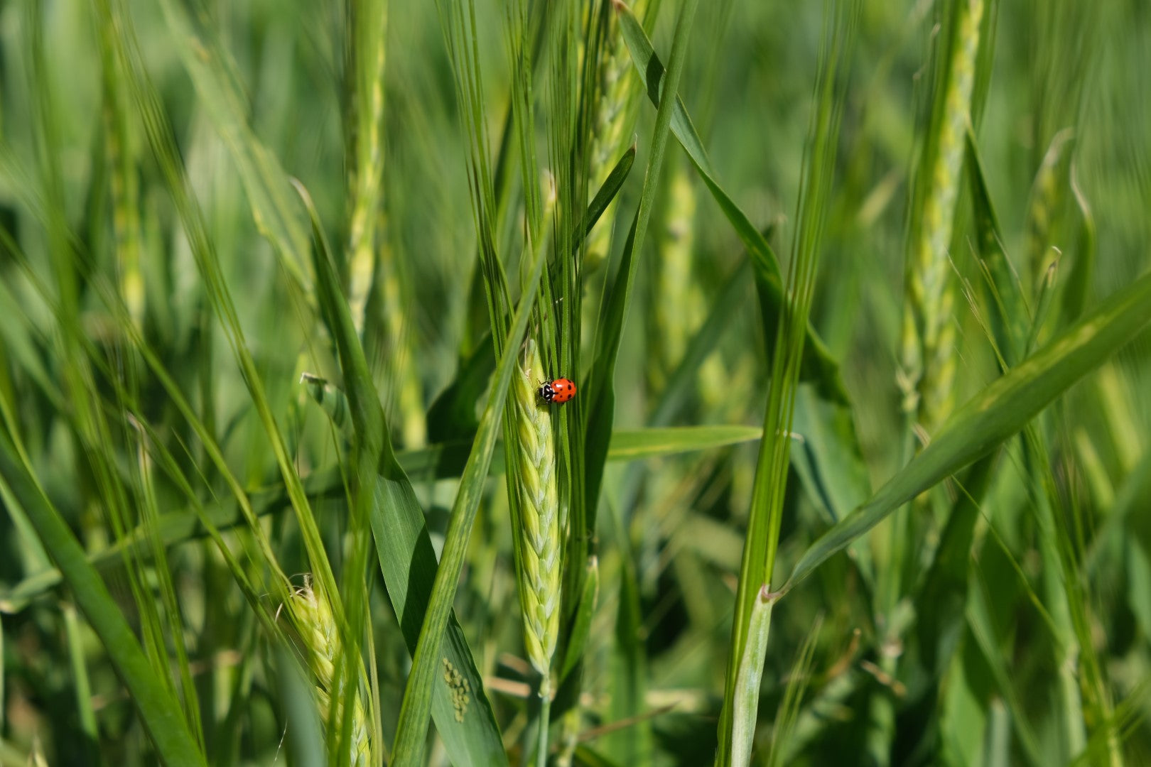 Organic vs Conventional