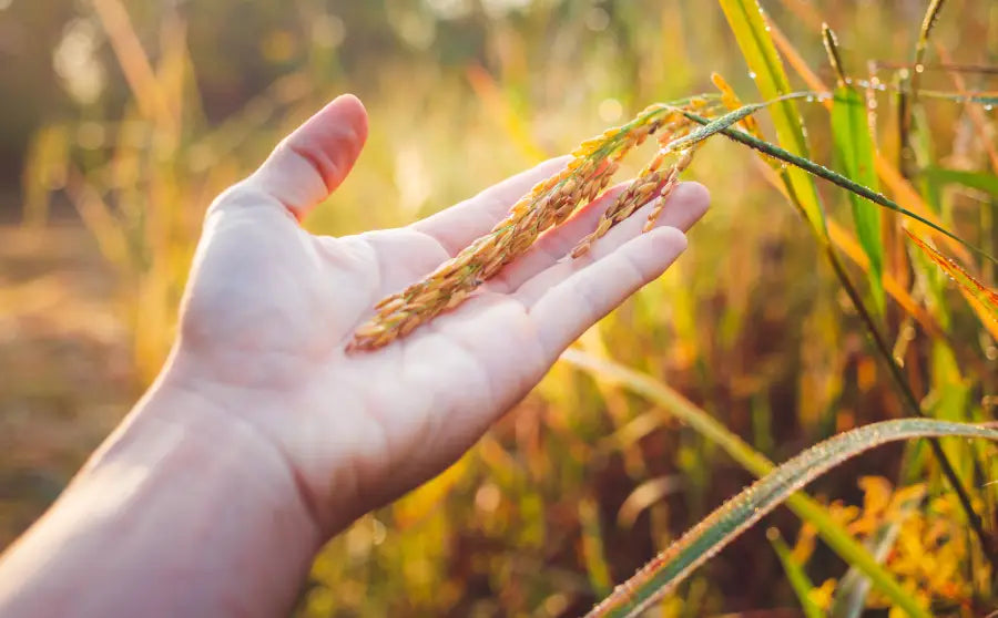 how-to-know-if-is-rice-organic