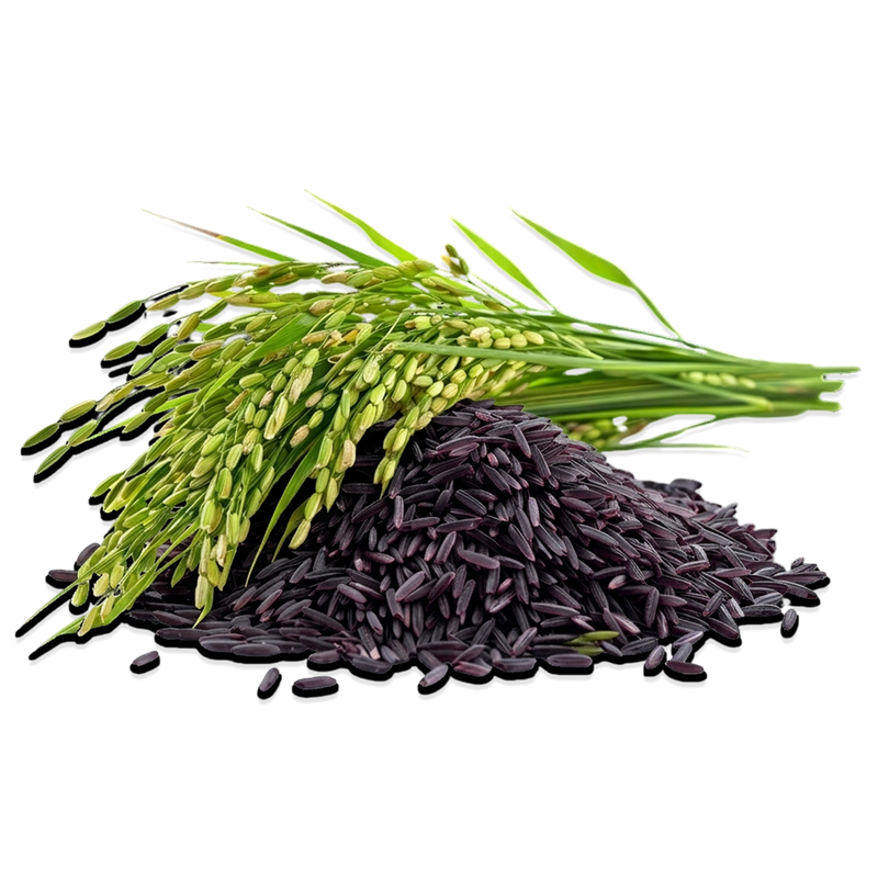 Organic Black Rice