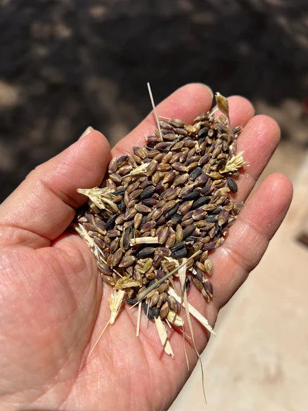 Brown Rice
