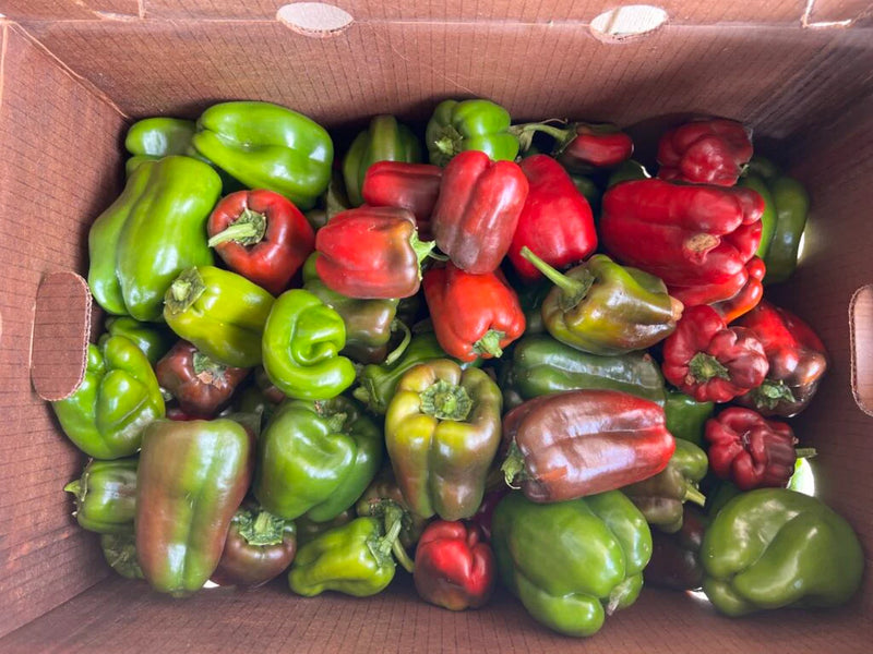 Capsicum