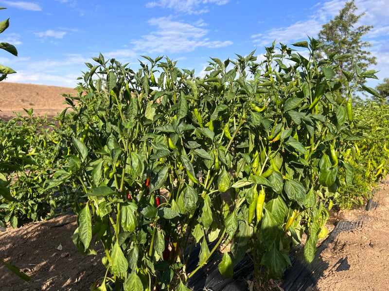 Peppers