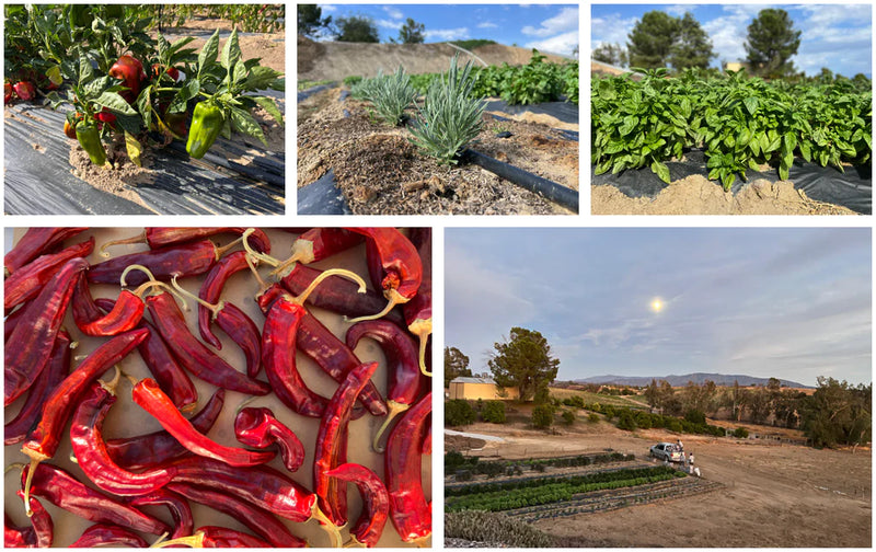 Dry Red Chilli farming