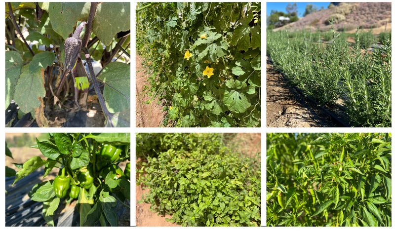 Green Chilli and Capsicum