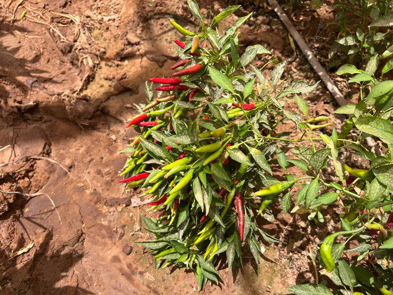 Green and Red Peppers