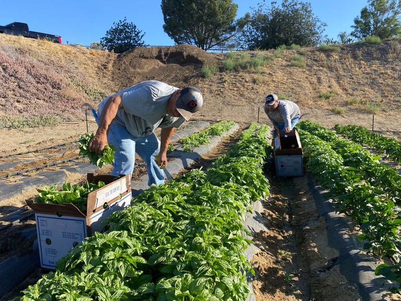 Harvesting Organic Basil for Sun-Drying