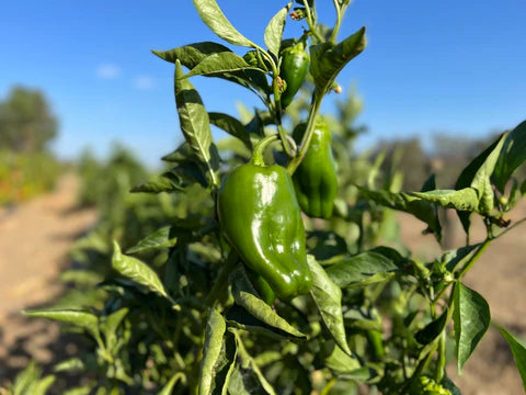 Green Chilli