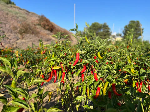 Organic Red Chilli