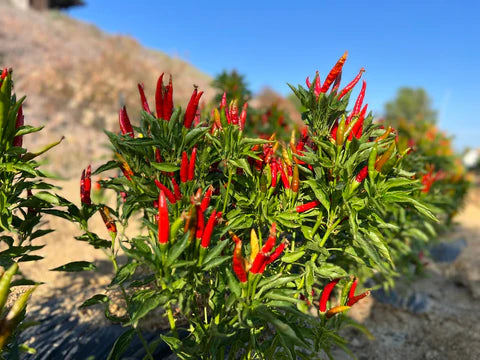 Red Chilli