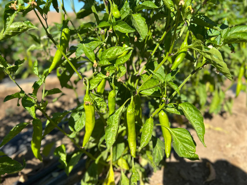 Korean Variety Organic Pepper
