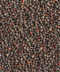 SFMart McCabe Organic Broccoli Sprouting Seeds (1lb) Sprouting Seeds- SFMart