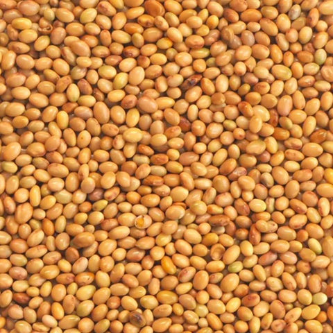 SFMart McCabe Organic Crimson Clover Sprouting Seeds (1lb) Sprouting Seeds- SFMart