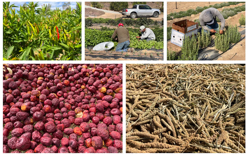 McCabe Organic Farming