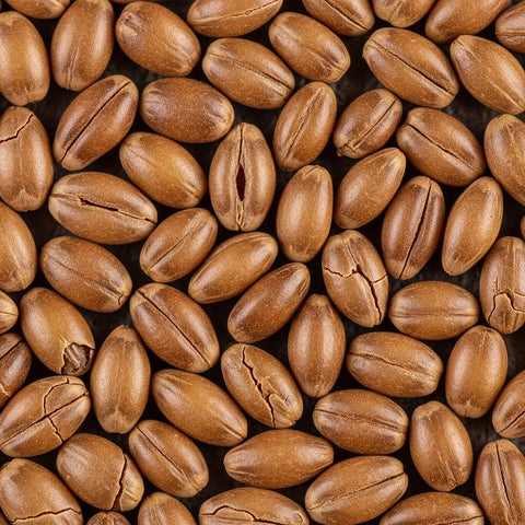 McCabe Organic Hulless Barley Tea 1.5lbs