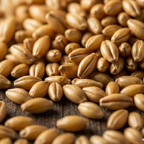 SFMart McCabe Organic Light Roasted Barley Tea (유기농 맑은보리차) 1.5lbs Tea & Coffee- SFMart