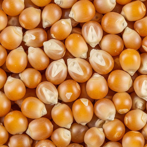 SFMart McCabe Organic Popcorn (유기농 팝콘) 1lbs Snacks- SFMart