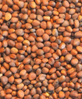 SFMart McCabe Organic Radish Sprouting Seeds (1lb) Sprouting Seeds- SFMart