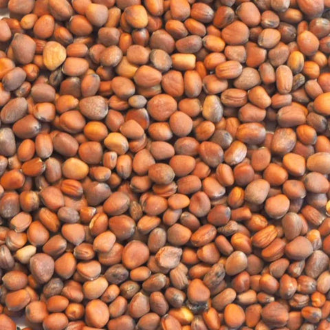 SFMart McCabe Organic Radish Sprouting Seeds (1lb) Sprouting Seeds- SFMart