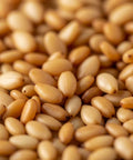 SFMart McCabe Organic Roasted Sesame (8oz) Processed- SFMart