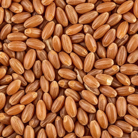 SFMart McCabe Organic Rye Berries, 2lbs Grain & Rice- SFMart
