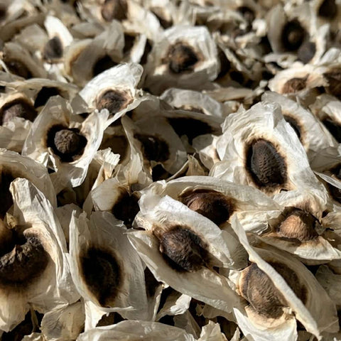 McCabe Organic Sun-Dried Moringa Seeds, 70g