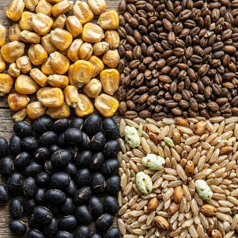 SFMart McCabe Organic Tea, (4-Pack) (1.5lbs Corn Tea, 1.5lbs Barley Tea, 1.75lbs Black Bean Tea, and 2lbs Brown Rice Tea) Tea & Coffee- SFMart