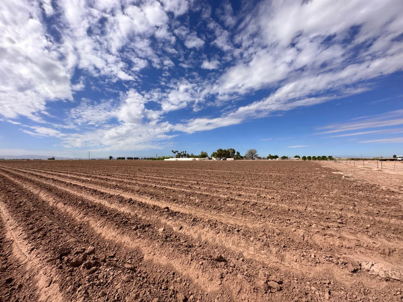 McCabe organic farming Feild