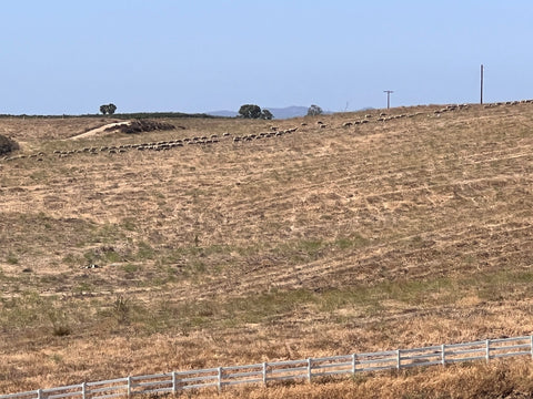 Migrating sheep near our farm