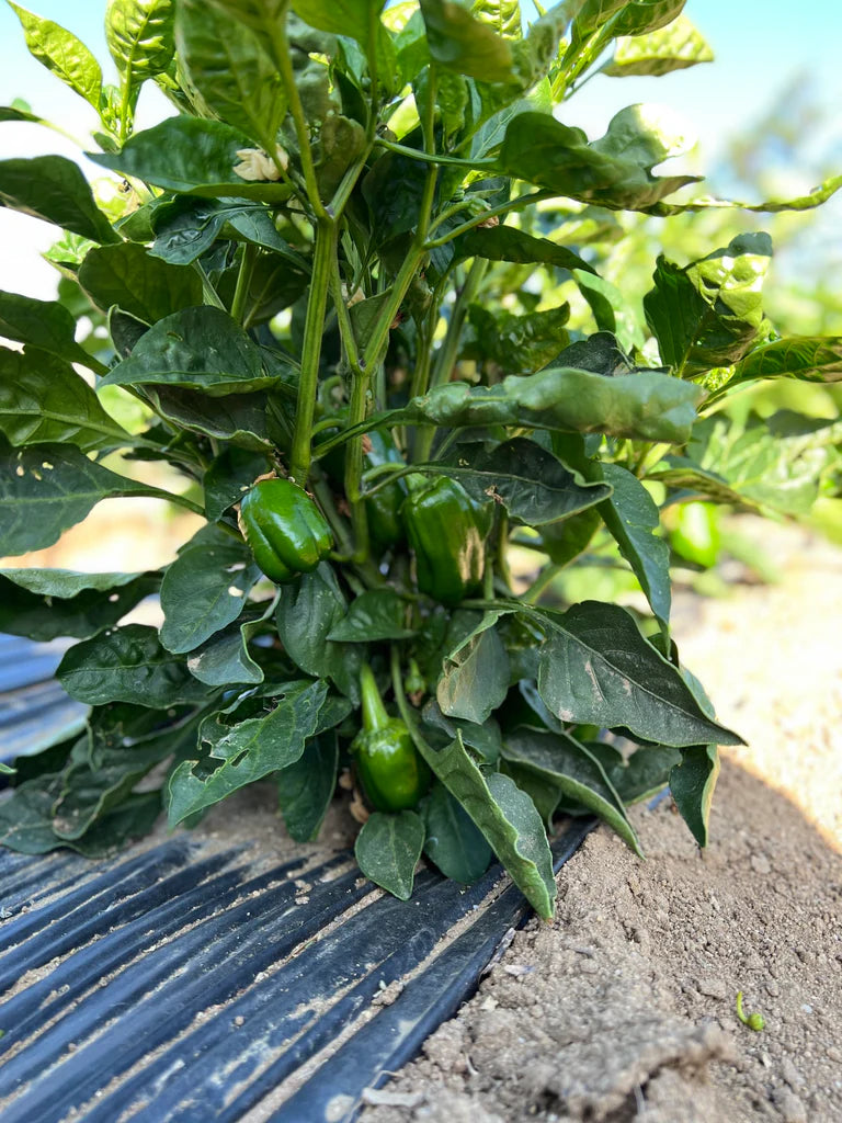 Organic Bell Pepper for Sun Dried