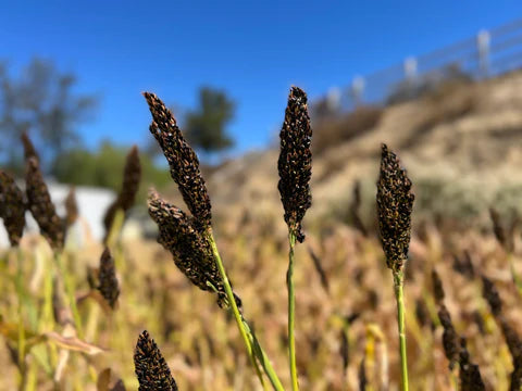 Organic Black Sorghum (Trial for planting Seed)