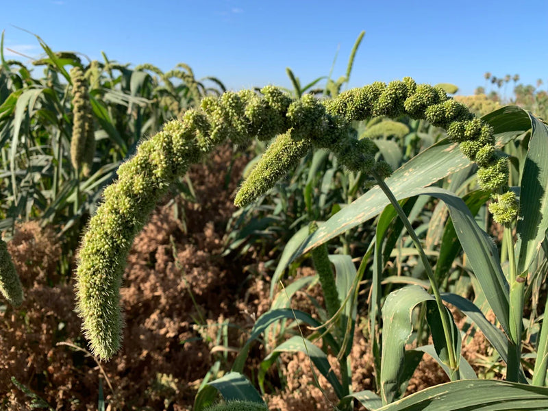 Organic Glutinous Millet for Home Milling