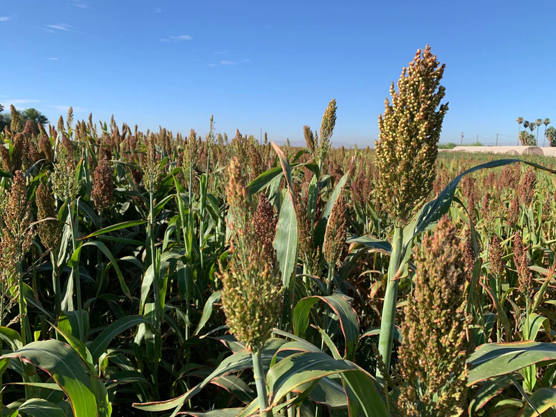 Organic Glutinous Sorghum for Home Milling