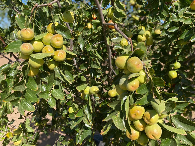 Organic Jujube