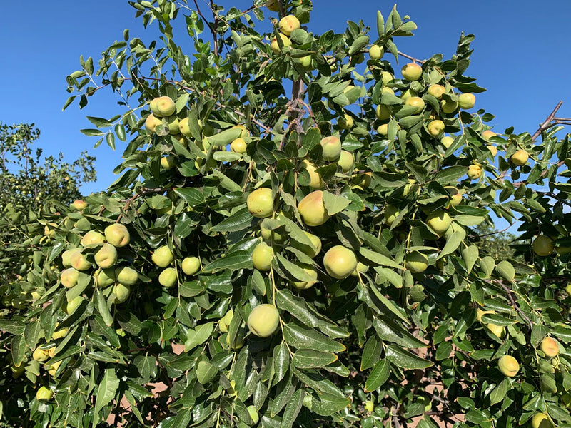 Organic Jujube (3rd year grown)