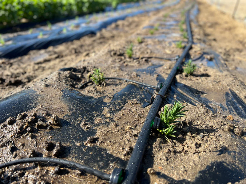 Organic Lavender Seedling