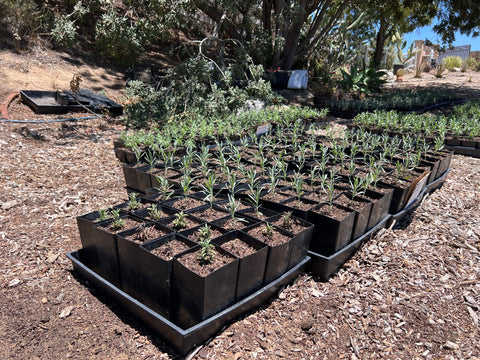 Organic Lavender Seedling for plant