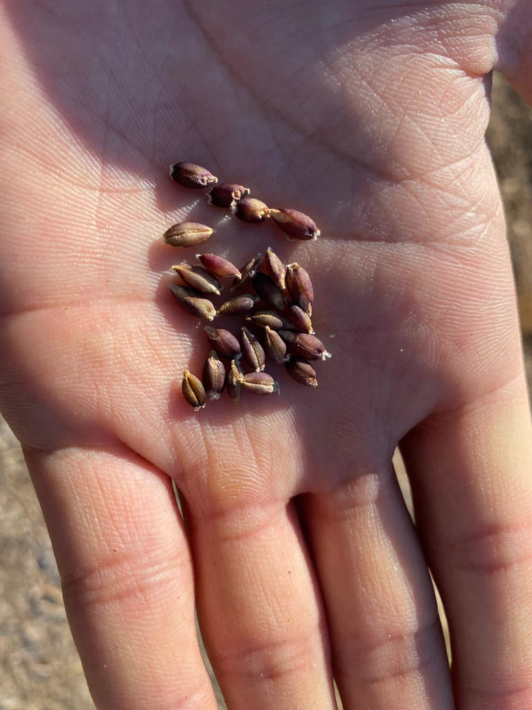 Organic Purple Barley for Sprouting