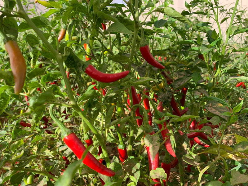 Organic Red Pepper (Korean Variety)