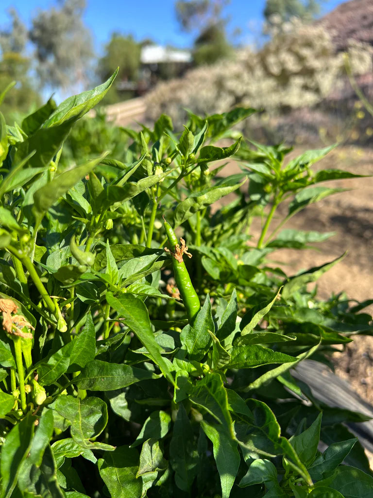 Organic Red Pepper (Yatsufusa : Japanese Variety)