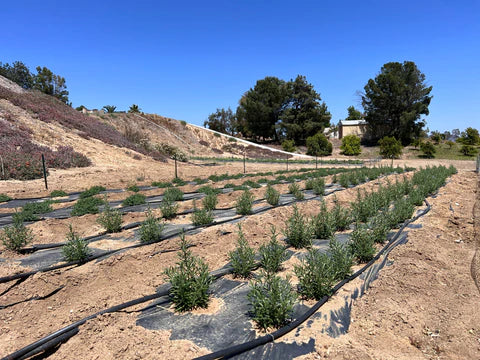 Organic Rosemary and Lemon Thyme