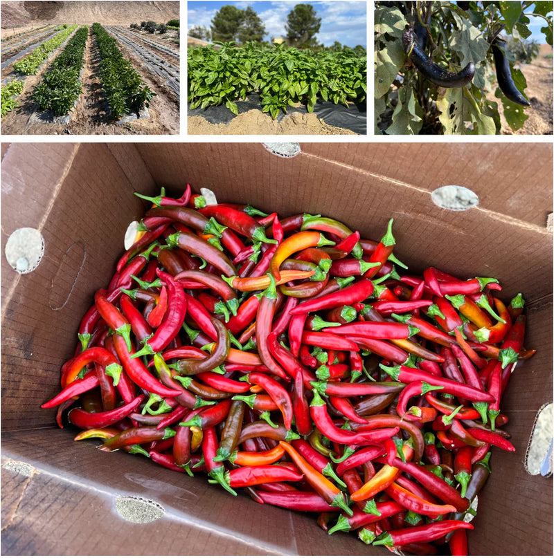 Red Chilli Farming