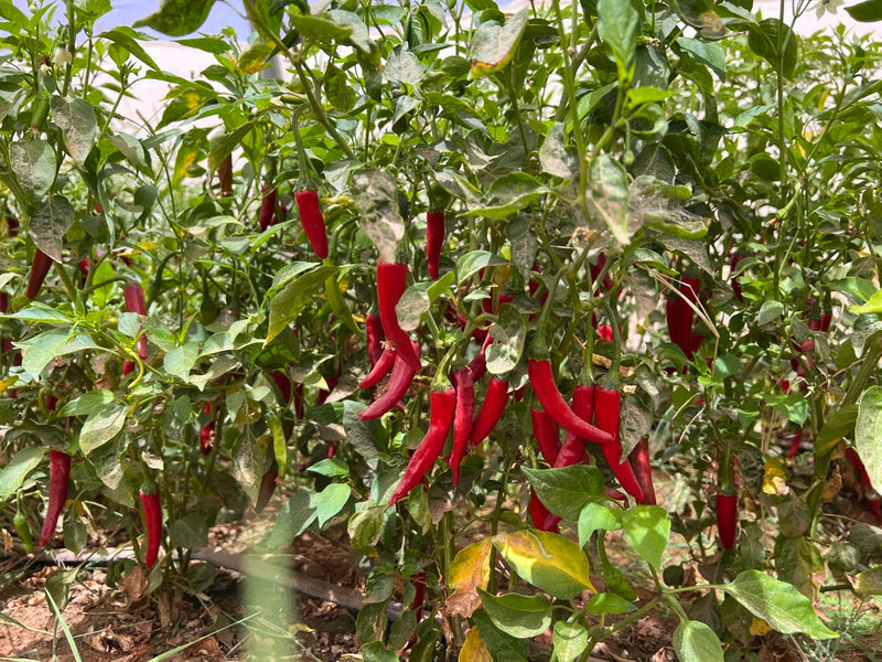 Various Red Peppers