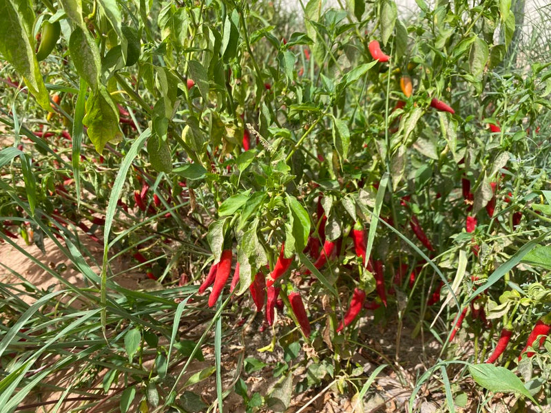 Red Peppers