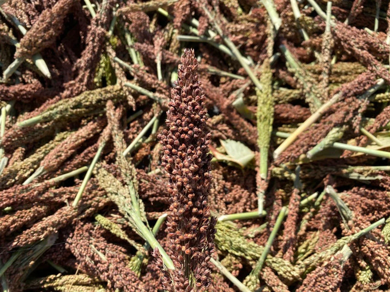 Sorghum
