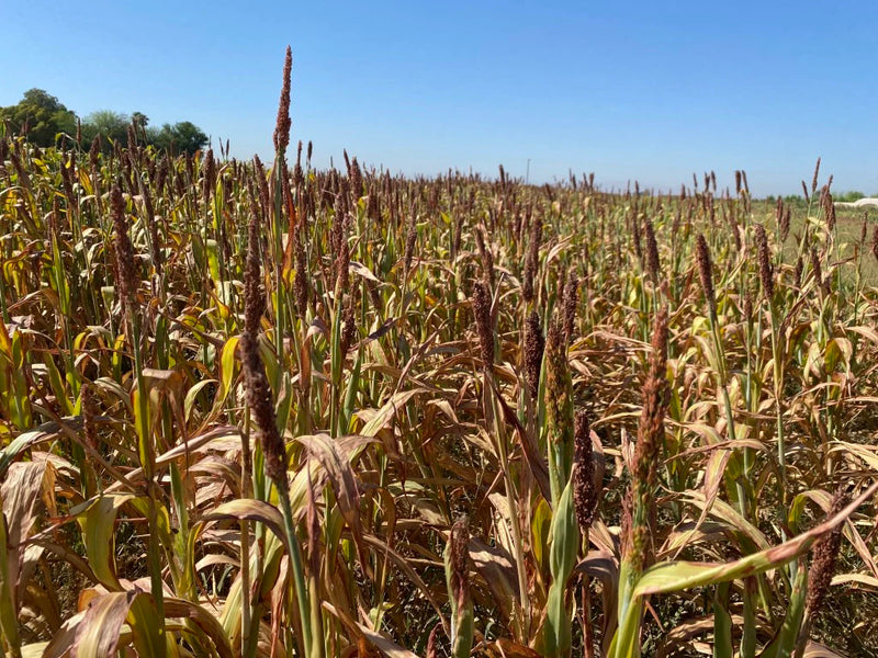 Sorghum Fields