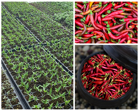 SFMart McCabe Organic Sun-Dried Red Chili Pepper (Yatsufusa Variety), 50g Dried Foods- SFMart