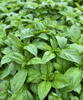 SFMart McCabe Organic Crushed Basil Leaves,75g Sauces & Spices- SFMart
